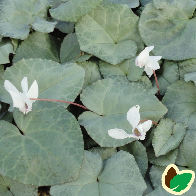 Cyclamen hederifolium Silverleaf Alba / Alpeviol