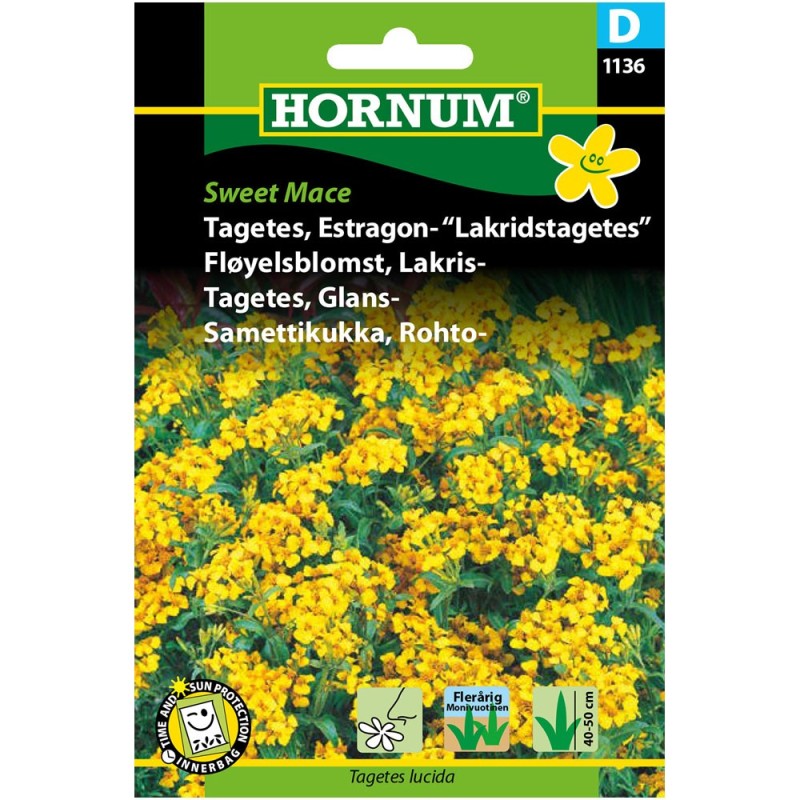 Tagetes Sweet Mace - Lakridstagetes - Frø