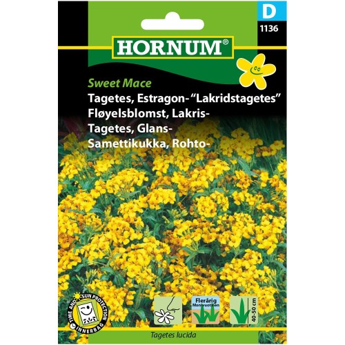 Tagetes Sweet Mace - Lakridstagetes - Frø