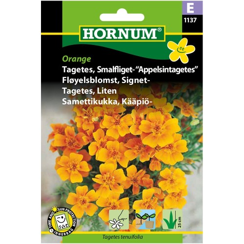 Tagetes Orange - Appelsintagetes - Frø