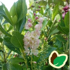 Clethra alnifolia Rosea / Konvalbusk