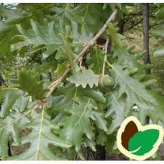 Quercus frainetto / Ungarsk Eg