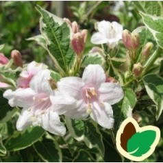 Weigela florida Nana Variegata - Klokkebusk