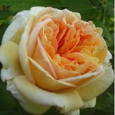 Rose Alchymist / Buskrose