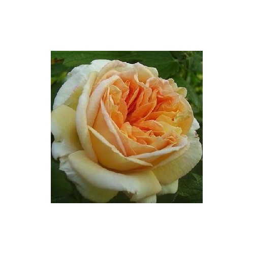 Rose Alchymist / Buskrose