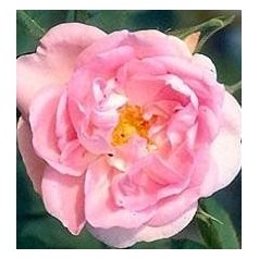 Rose Céléstrial / Historisk Rose