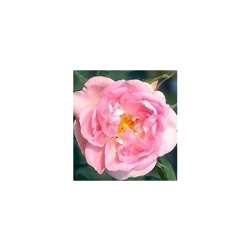 Rose Céléstrial / Historisk Rose