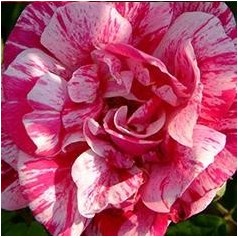 Rose Ferdinand Pichard / Busk Rose