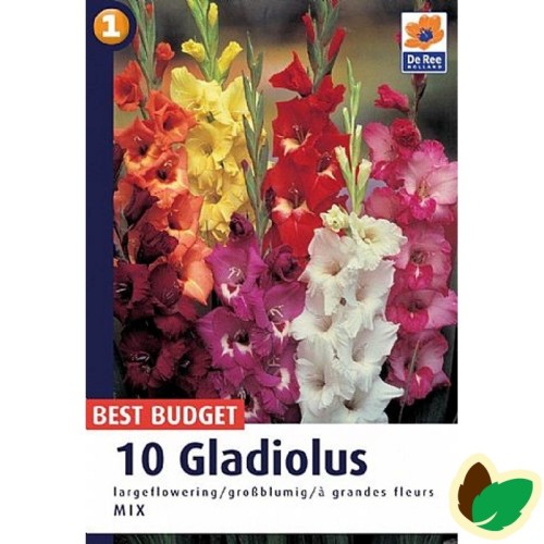 Gladiolus Storblomstret Mix - 10 Løg