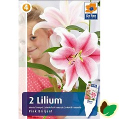 Trælilje Lilium Pink Brilliant - 2 Løg