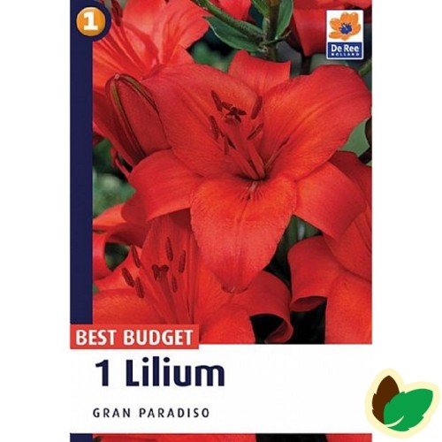 Asiatisk Lilje - Lilium Gran Paradiso