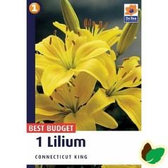 Asiatisk Lilje - Lilium Connecticut King