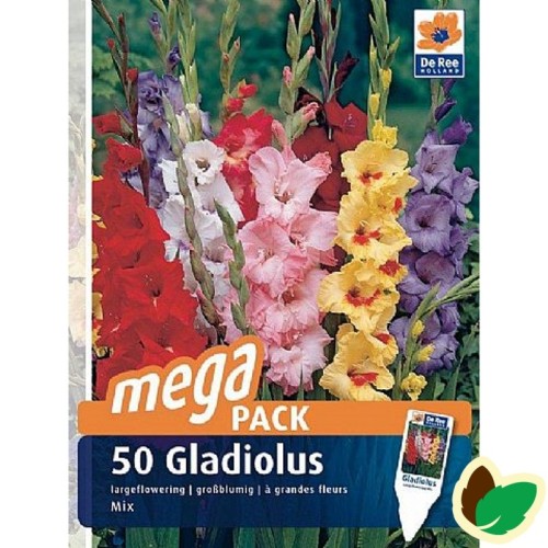 Gladiolus Storblomstret Mix - 50 Løg Megapack