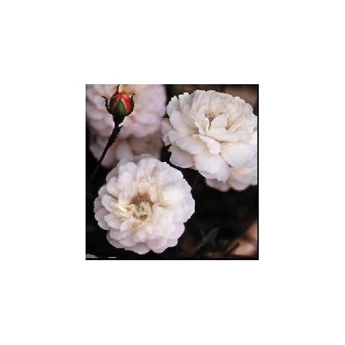Rose Little White Pet - Buketrose / Barrods