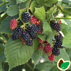 Boysenbær / Boysenberry tornfri