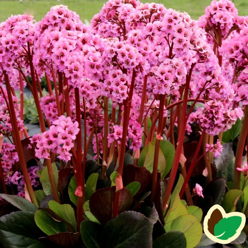 Bergenia hybrid Spring Fling - Kæmpestenbræk