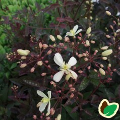 Clematis recta Purpurea - Staudeklematis
