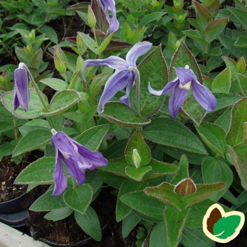 Clematis integrifolia - Staudeklematis