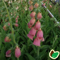 Digitalis metonensis - Fingerbølblomst