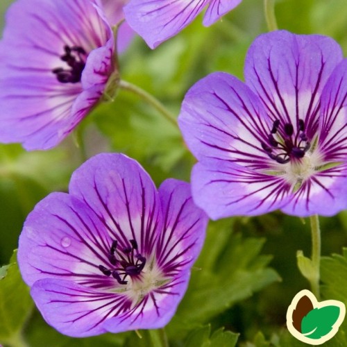 Geranium hybrid Havana Blues - Storkenæb