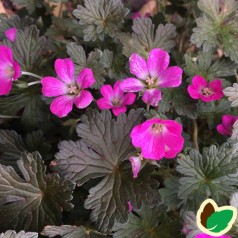 Storkenæb Orkney Cherry - Geranium oxonianum Orkney Cherry