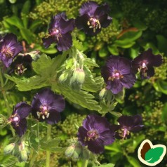 Storkenæb Raven - Geranium phaeum Raven