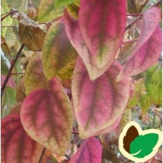 Cercidiphyllum japonicum Pendulum - Hængende Hjertetræ / 120 cm. stamme med krone.