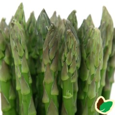 10 stk. Asparges planter 'Gijnlim' barrodsplanter
