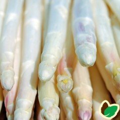 10 stk. Asparges planter 'Gijnlim' barrodsplanter