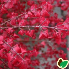 Euonymus alatus Compactus / Vinget Benved