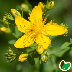 HYPERICUM perforatum 'Topas'