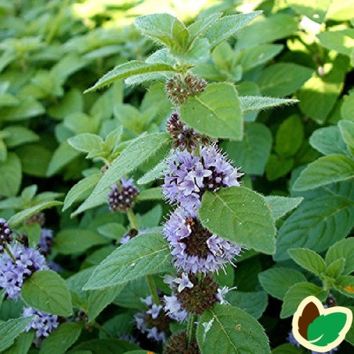 Mentha arv. 'Strawberry Mint'