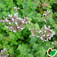 Oregano Hot & Spicy - Origanum vulgare Hot & Spicy