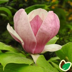 Magnolia soulangeana Lennei / Magnolia