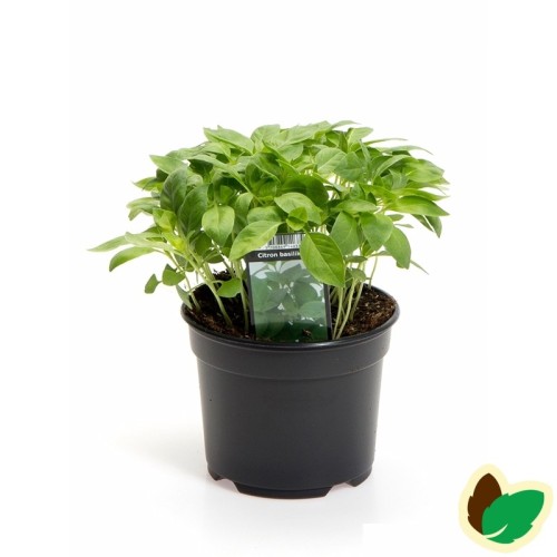 Basilikum 'Citron' -- Ocimum basilicum Citrus