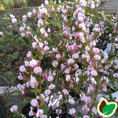 Cytisus Purpureus (Chamaecytisus) / Purpurgyvel