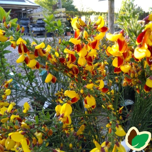 Cytisus scoparius Andreanus Splendens / Gyvel