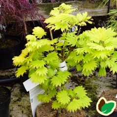 Acer shirasawanum Aureum / Japansk Ahorn