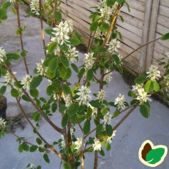 Amelanchier alnifolia Obelisk - Bærmispel