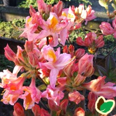 Rhododendron knaphill Berryrose - Haveazalea