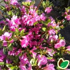 Rhododendron Geisha Purple - Japansk Azalia