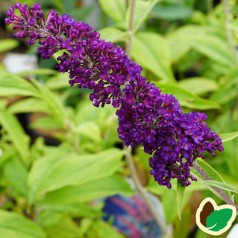 Buddleja davidii Black Knight / Sommerfuglebusk