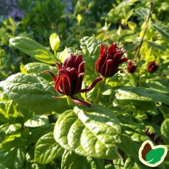 Calycanthus floridus - Kanelbusk