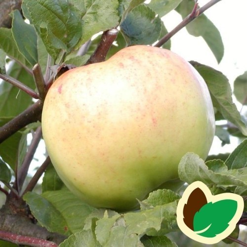 Æbletræ Bøghs Citronæble