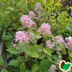 Ceanothus pallidus Marie Simon / Amerikansk Syren