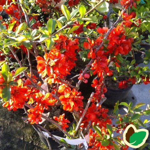 Chaenomeles japonica Sargentii - Japansk Kvæde