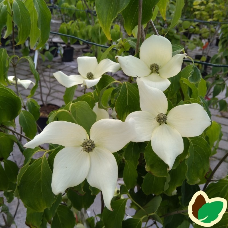 Cornus kousa China Girl / Koreakornel - Blomsterkornel