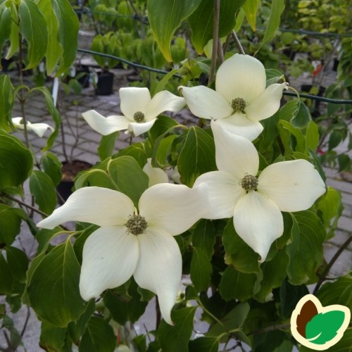 Cornus kousa China Girl / Koreakornel - Blomsterkornel