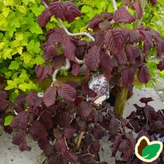 Corylus avellana Red Majestic - Rød Troldhassel