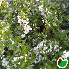 Lille Stjernetop 20-40 cm. - Bundt med 10 stk. barrodsplanter - Deutzia gracilis*